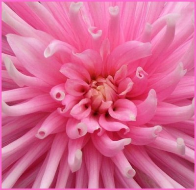 Rosa.jpg
