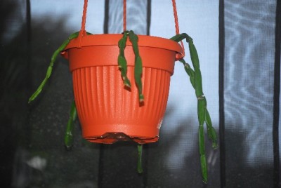 Rhipsalis 003yy.jpg