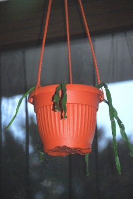 Rhipsalis 002yy.jpg