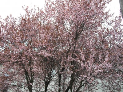 Baum rosa 01.04.11.jpg