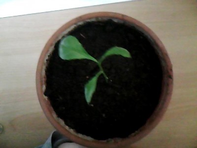 IMG0032.jpg
