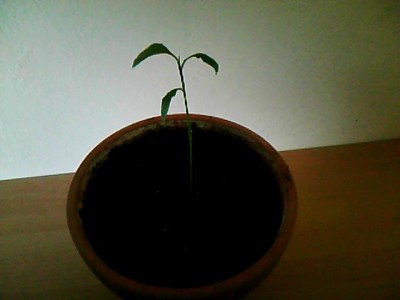 IMG0031.jpg