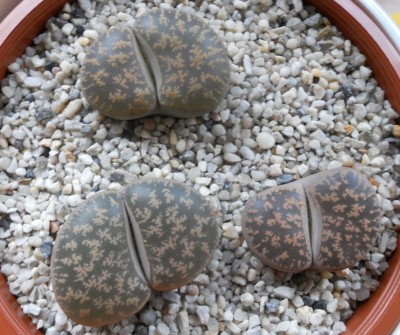 Lithops Lesliei.jpg