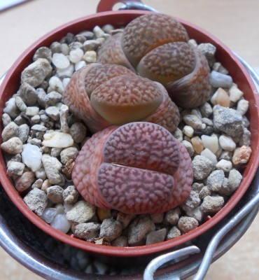 Lithops Hookeri.jpg