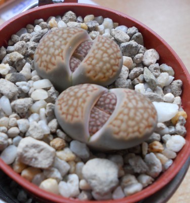 Lithops Halii.jpg