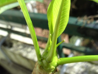 Komische kleine Fühler.JPG