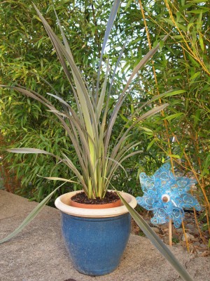 Phormium 015.JPG