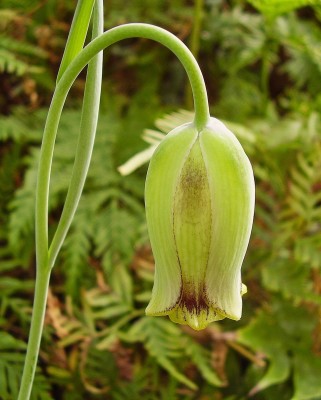 Fritillaria acmopetala 2009-25 (2).jpg