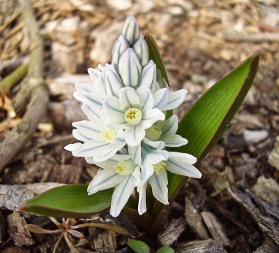 Puschkinia scilloides-1.jpg