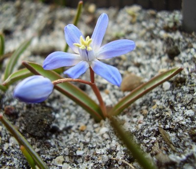 Scilla x allenii (1).jpg