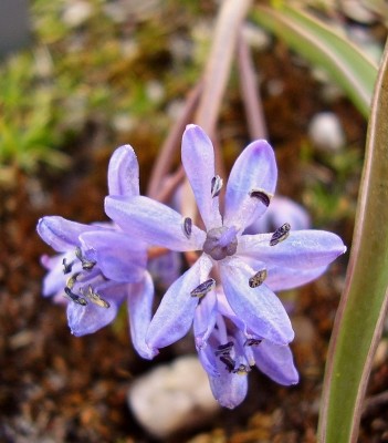 Scilla bifolia (6).jpg
