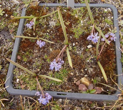 Scilla bifolia (5).jpg