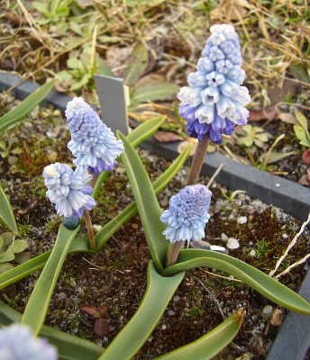 Pseudomuscari azureum (7).jpg