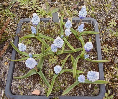 Pseudomuscari azureum (1).jpg