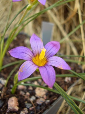 Romulea tempskyana (3).jpg