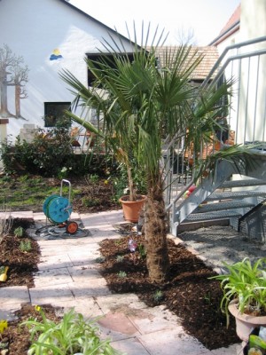 Palme.JPG