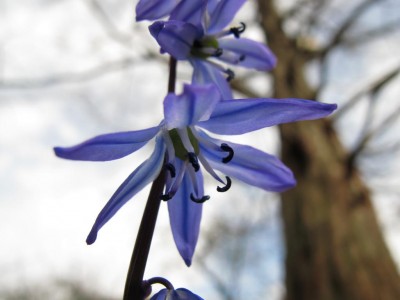 Scilla.JPG