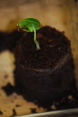 Bildforgreen 013yy.jpg