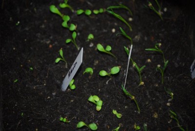 Bildforgreen 012yy.jpg