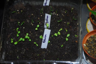 Bildforgreen 011yy.jpg