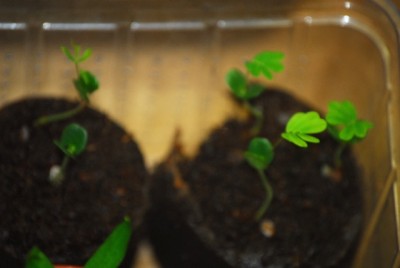 Mimosapudica 005yy.jpg