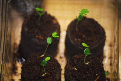 Mimosapudica 004yy.jpg