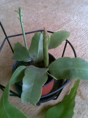 Epiphyllum oxypetalum.jpg