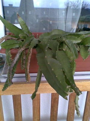 Hylocereus megalanthus.jpg