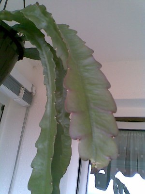 E.ackermanni.jpg
