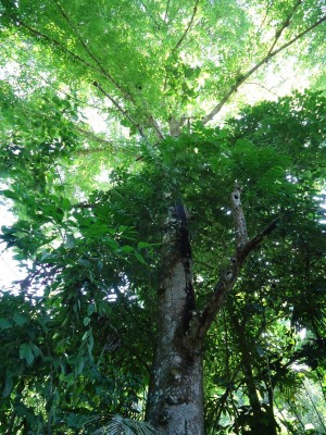 Unbekannter Baum 36, DSC02413.JPG