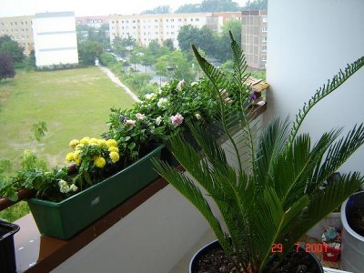 cycas 002.jpg
