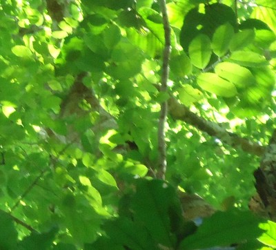 Unbekannter Baum 36, DSC02412.JPG