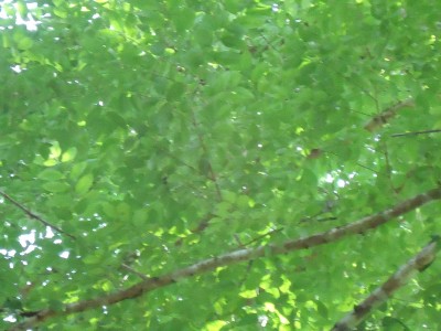 Unbekannter Baum 36, DSC02411.JPG
