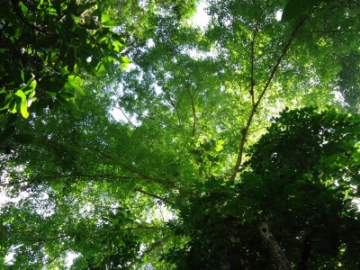 Unbekannter Baum 36, DSC02410.JPG