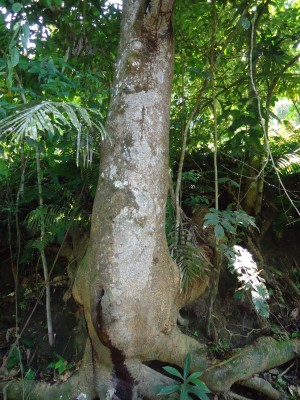 Unbekannter Baum 36, DSC02409.JPG