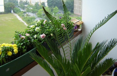 cycas 001.jpg