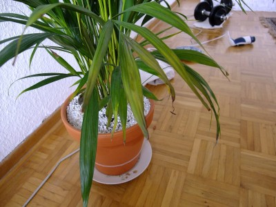 dypsis3.jpg
