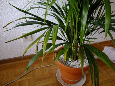 dypsis2.jpg