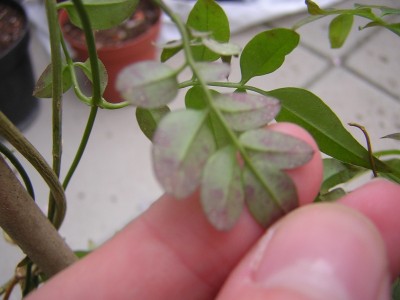 DSCN4661.JPG