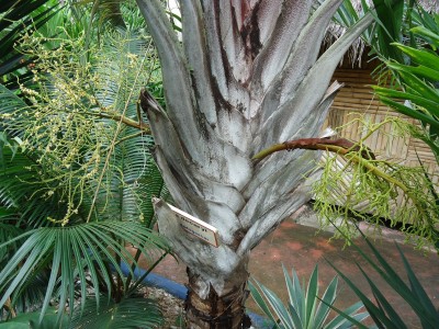 Dypsis decaryi, 2011.03.30..JPG