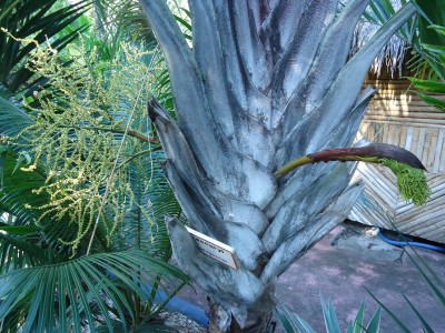 Dypsis decaryi, 2011.03.22..JPG