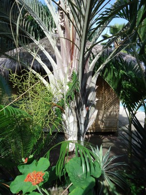 Dypsis decary, 2011.02.20..JPG
