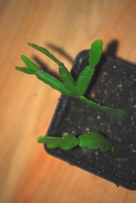 Bildforgreen 018yy.jpg