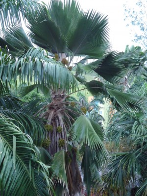 Pritchardia pacifica, 2011.04.05., DSC02630.JPG