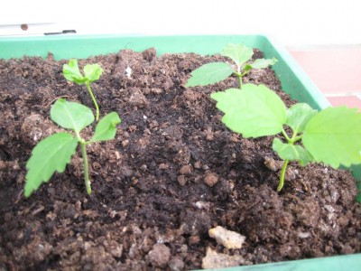 Hibiscus Stecklinge.JPG