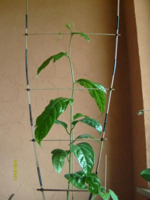 passiflora edulis f. edulis.JPG