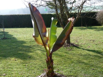 maurellii_1 02.04.2011.jpg