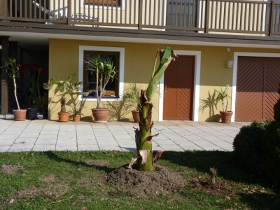 maurellii 02.04.2011.jpg