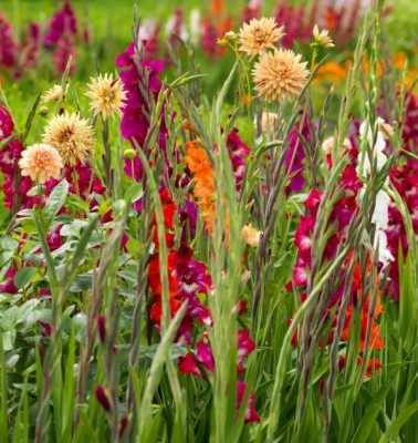 2414-Gladiolenblueten.jpg