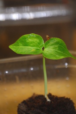 Flschenbaum 002yy.jpg